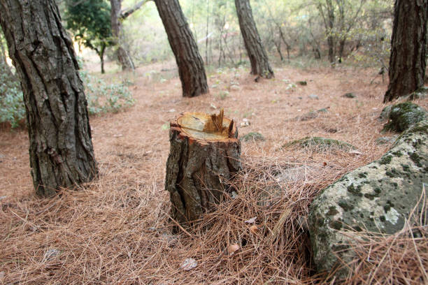 How Our Tree Care Process Works  in  Cheswick, PA