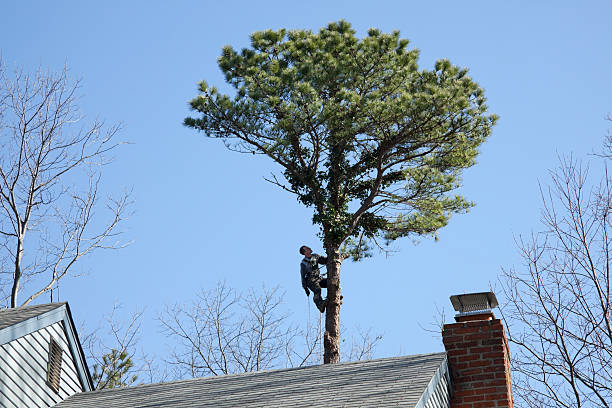 Cheswick, PA Tree Removal Services Company